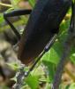 210561 – Photo : M-Laure Normand – France (34)